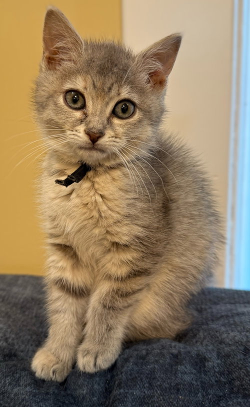 BBQ Not at the shelter (Faith), Baby Domestic Short Hair / Tabby / Mixed (short coat), cat for adoption in Roanoke, Virginia