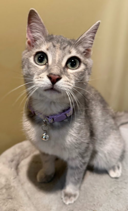 BBQ Not at the shelter (Faith), a cat for adoption from Friends of Campbell County Animal Control