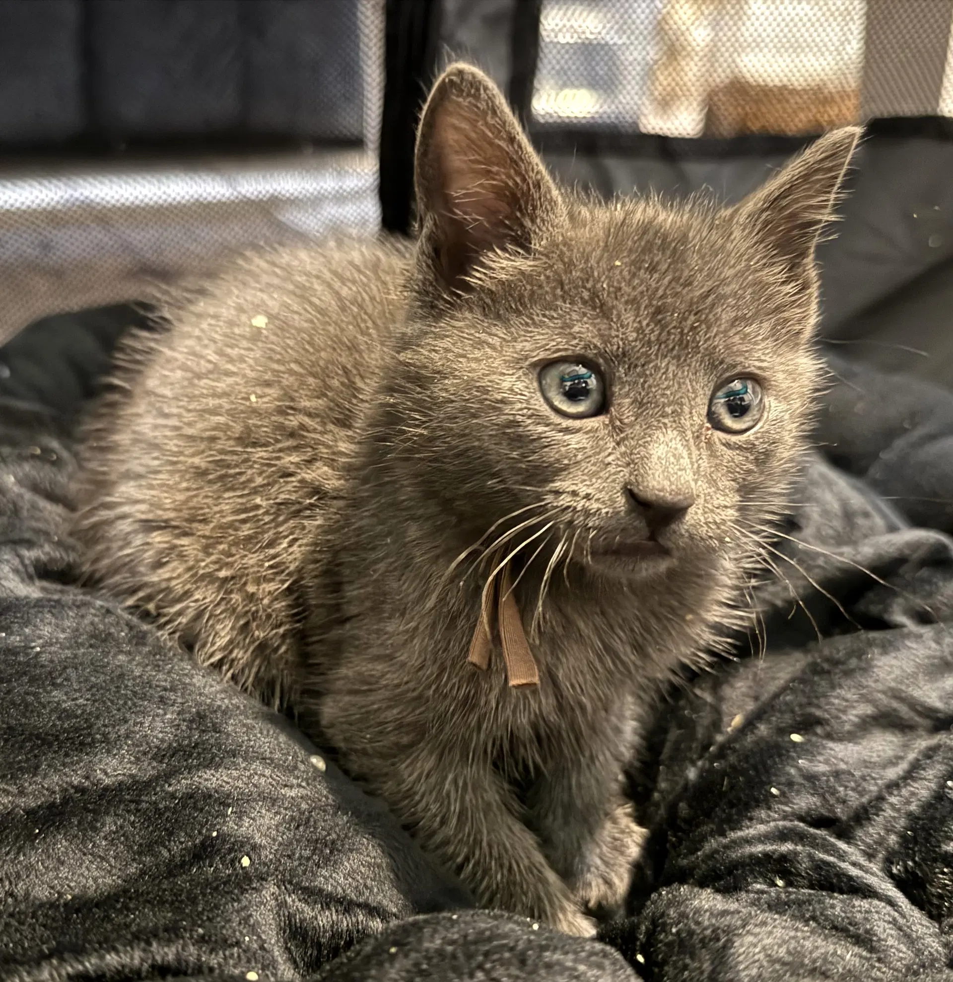 Charcoal Not At The Shelter Faith image 4