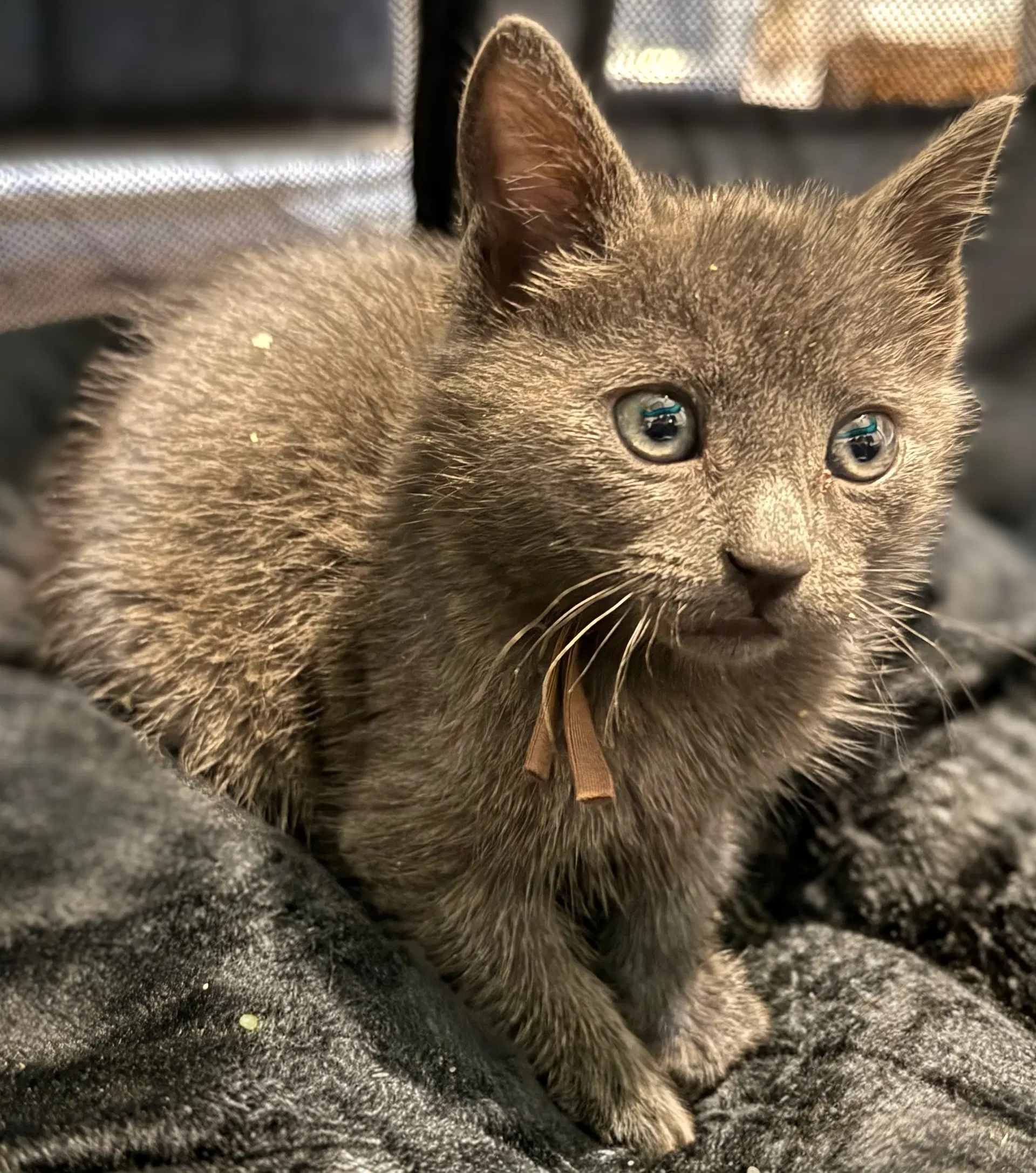 Charcoal Not At The Shelter Faith image 3