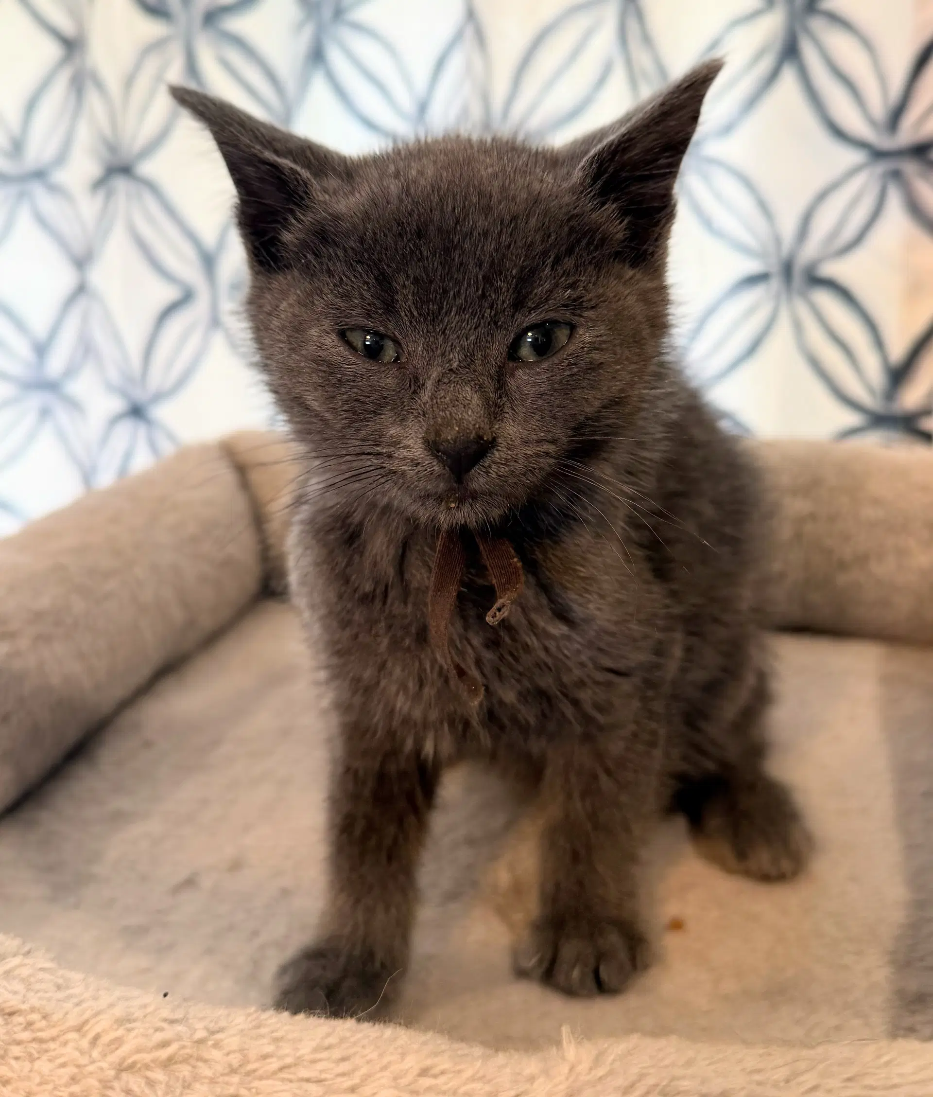 Charcoal Not At The Shelter Faith image 2