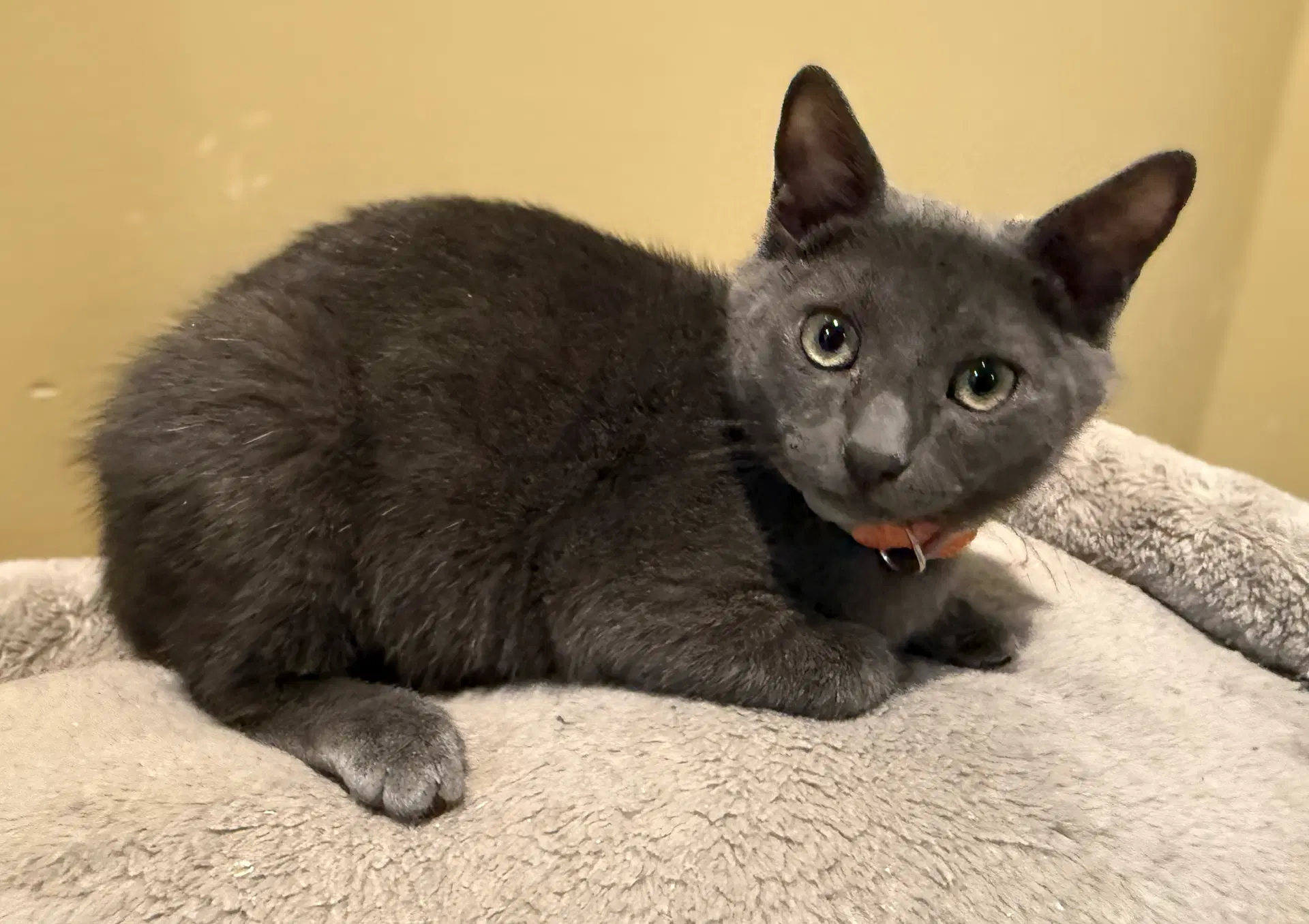 Charcoal Not At The Shelter Faith - Domestic Short Hair
