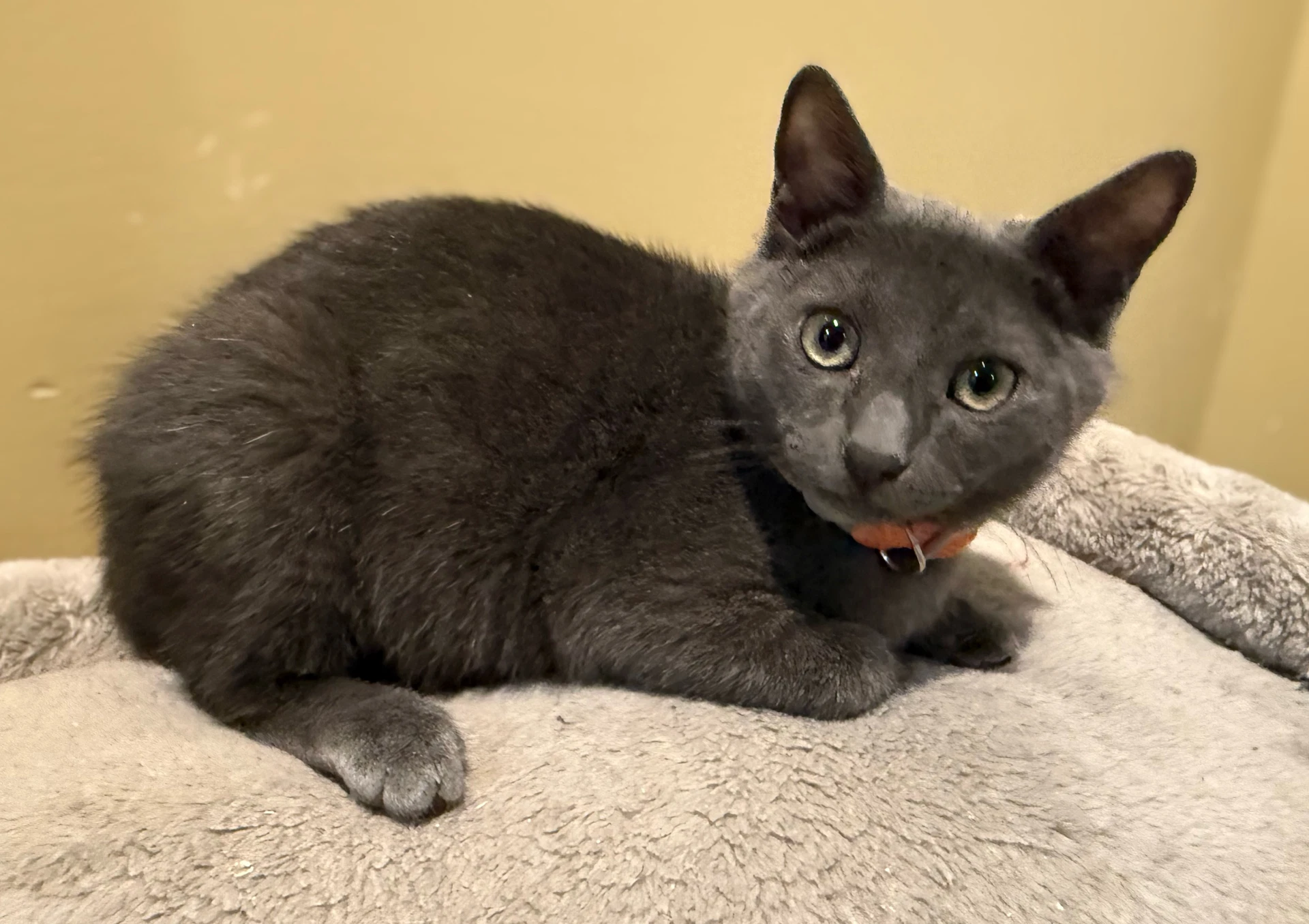 Charcoal Not At The Shelter Faith