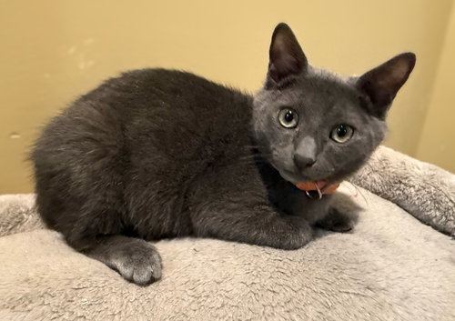 Charcoal not at the Shelter (Faith), a cat for adoption from Friends of Campbell County Animal Control