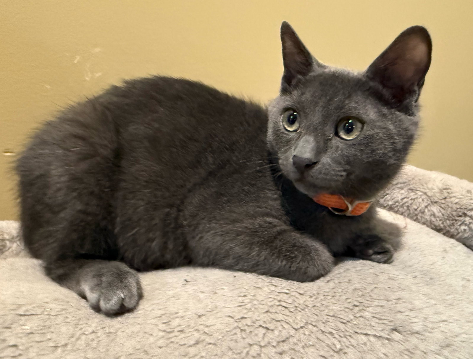 Charcoal not at the Shelter (Faith), photo 6