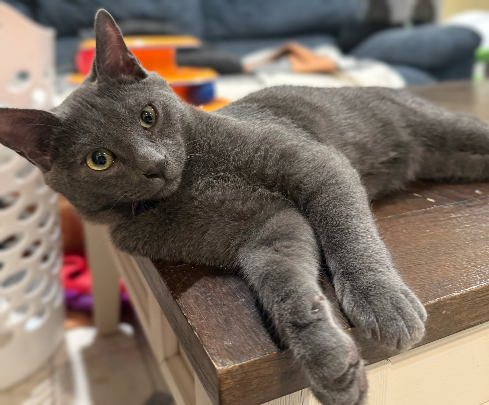 Charcoal not at the Shelter (Faith), photo 7