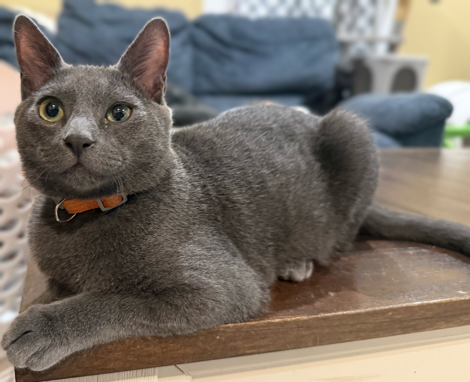 Charcoal not at the Shelter (Faith), photo 8