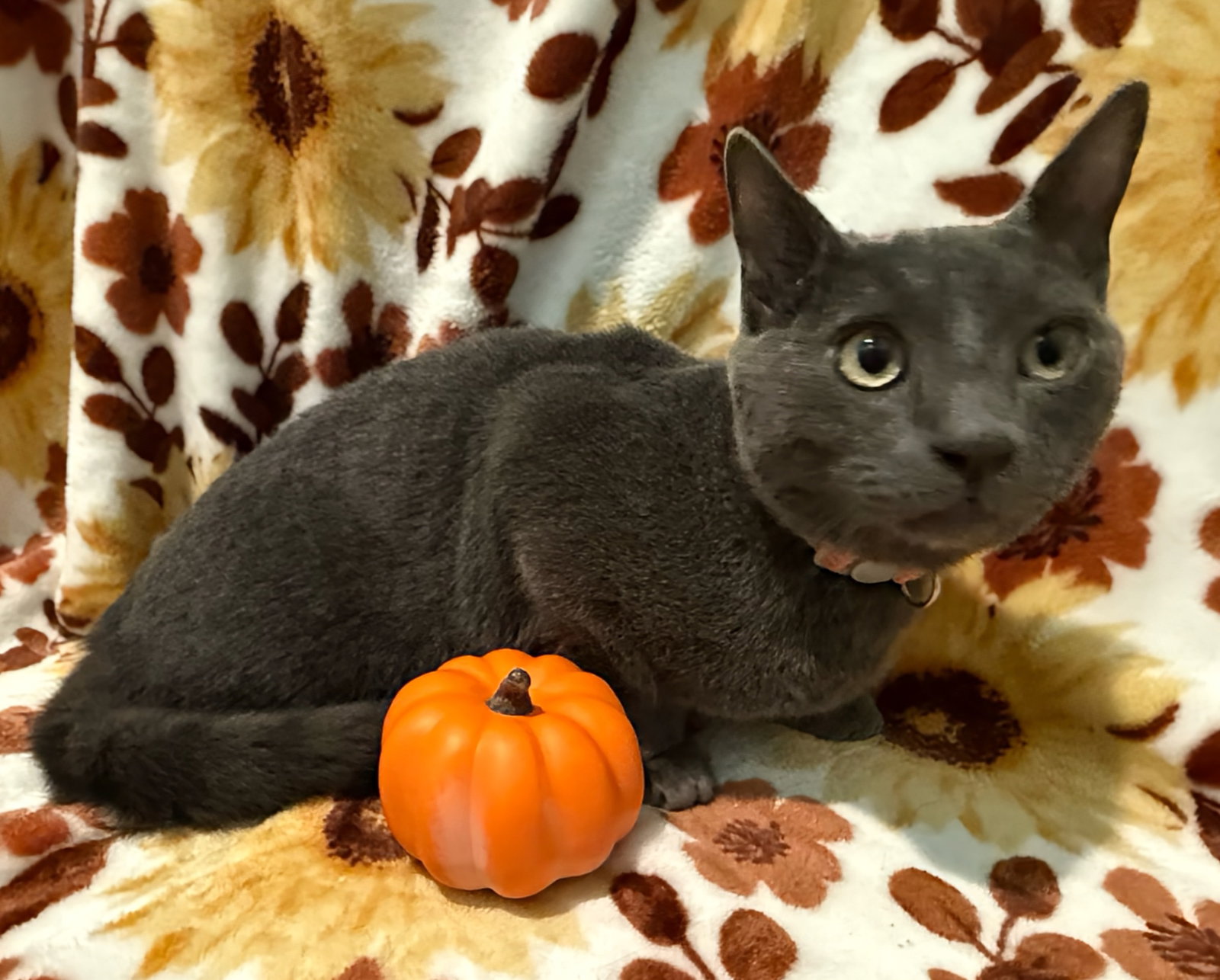 Charcoal not at the Shelter (Faith)