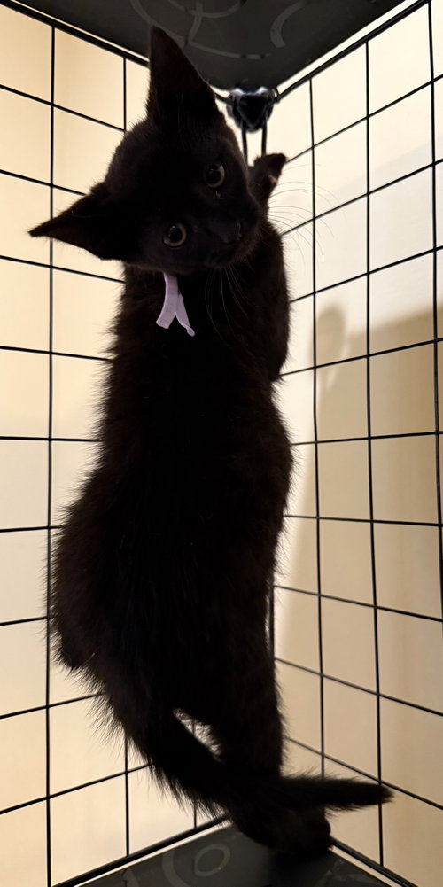 Siren not at the Shelter (Faith)