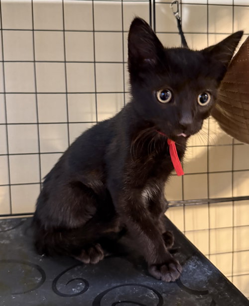 Dracula not at the shelter (Faith)
