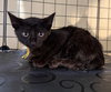 Frankenstein not at the shelter (Faith)
