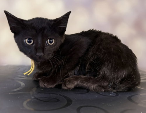 Frankenstein not at the shelter (Faith)