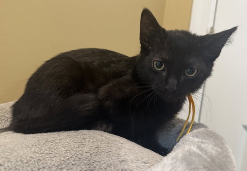 Frankenstein not at the shelter (Faith)