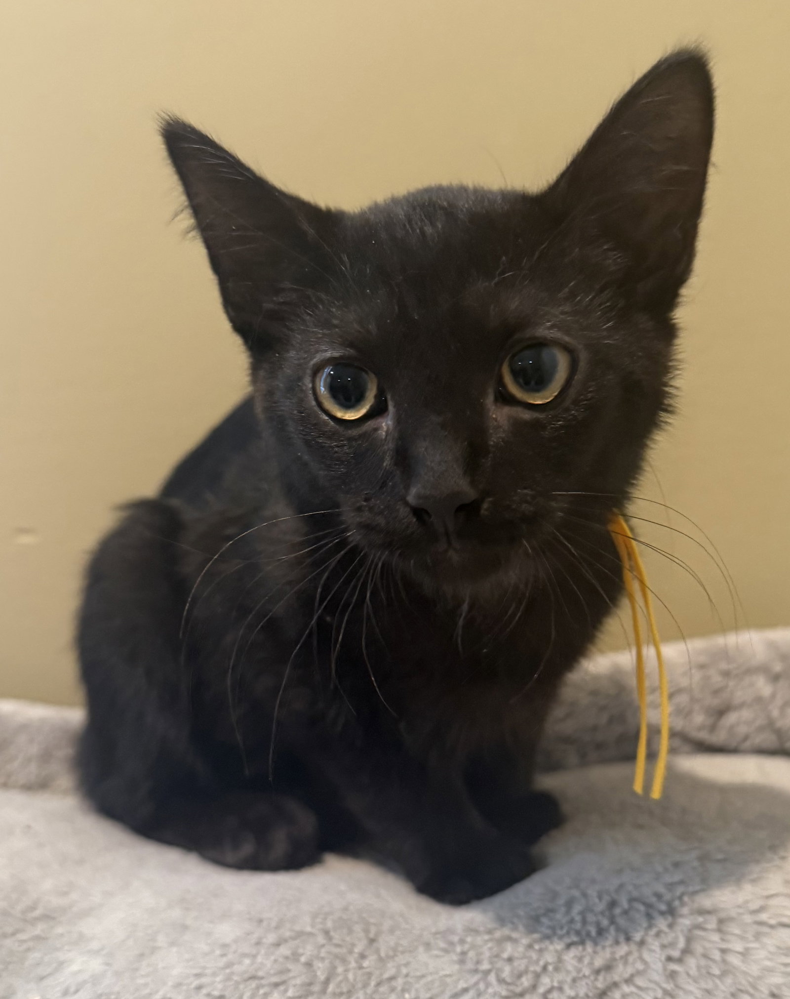 Frankenstein not at the shelter (Faith), photo 7