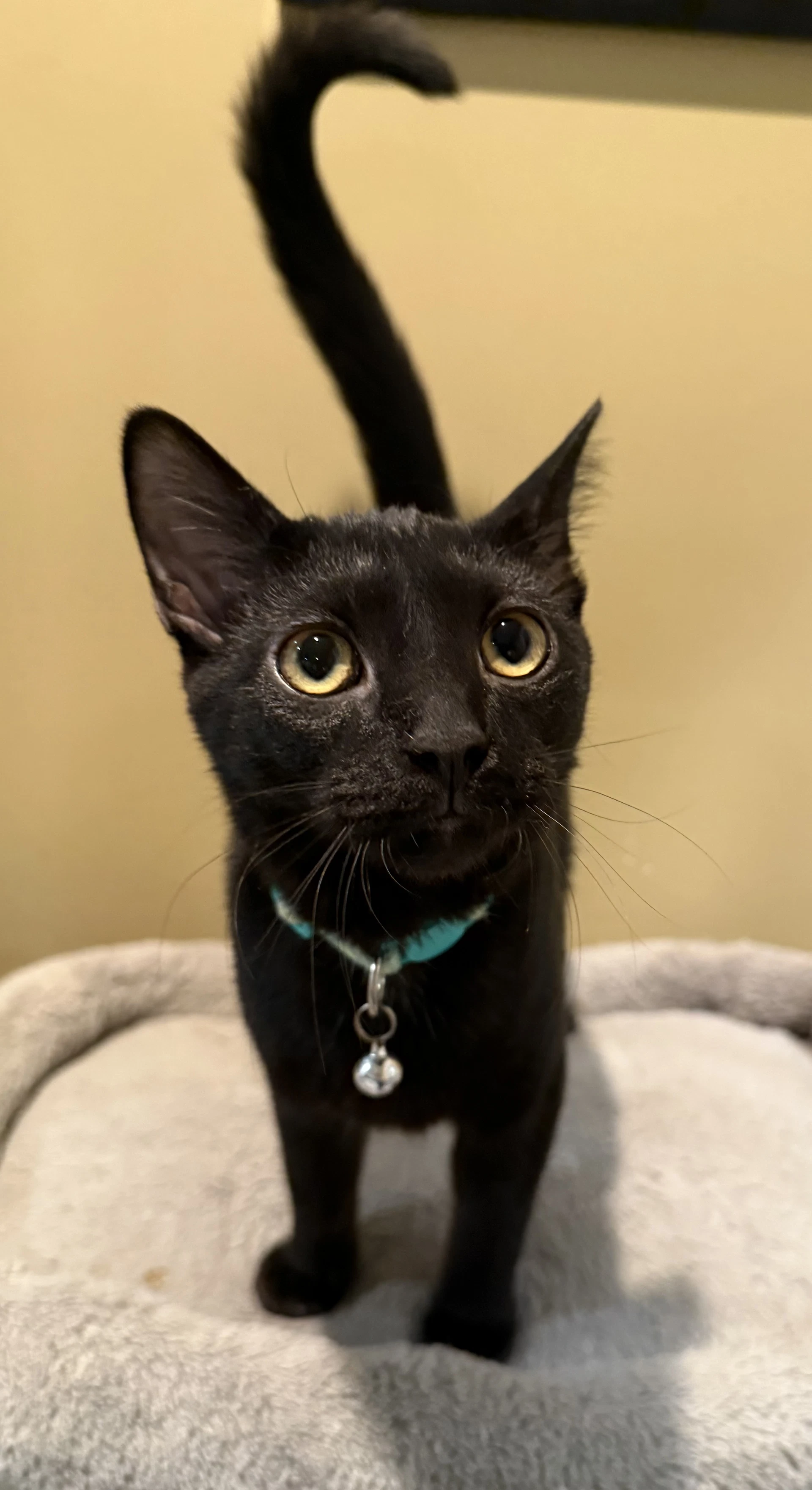 Frankenstein Not At The Shelter Faith