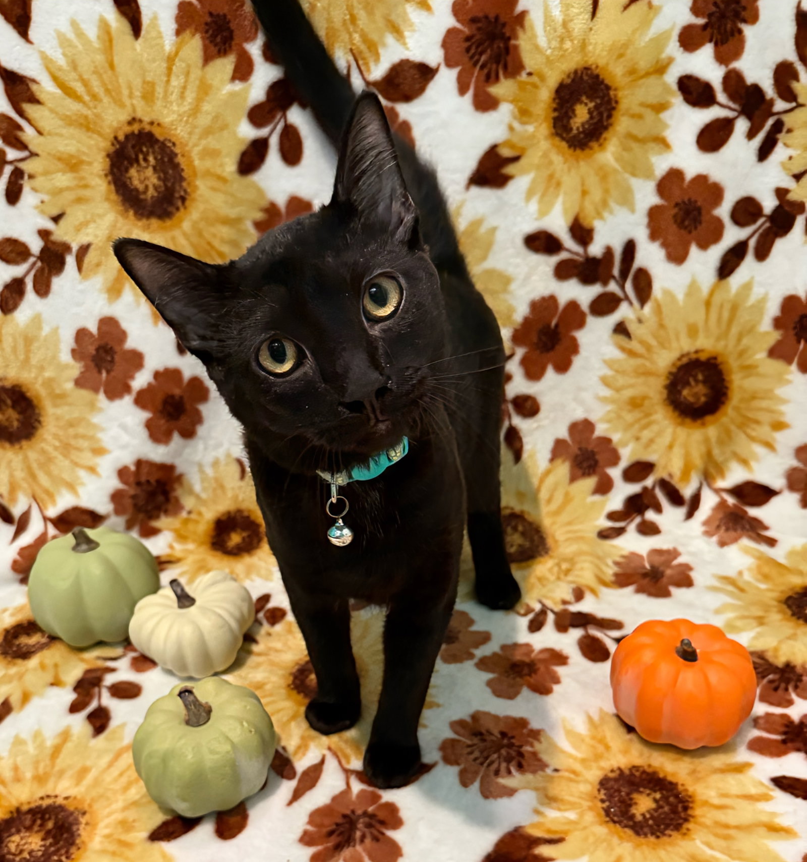Frankenstein not at the shelter (Faith)