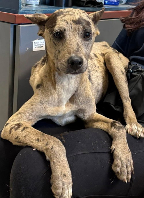 Jasmine - At shelter available 6/6
