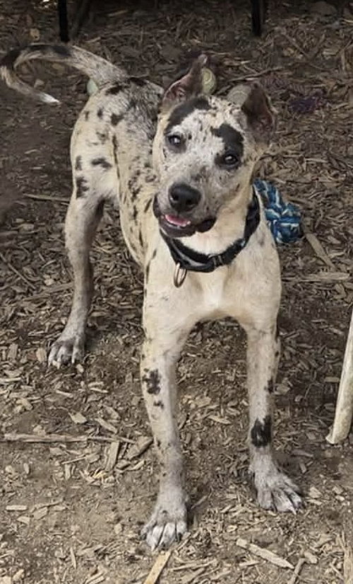Jasmine: At shelter, an adoptable Hound in Rustburg, VA
