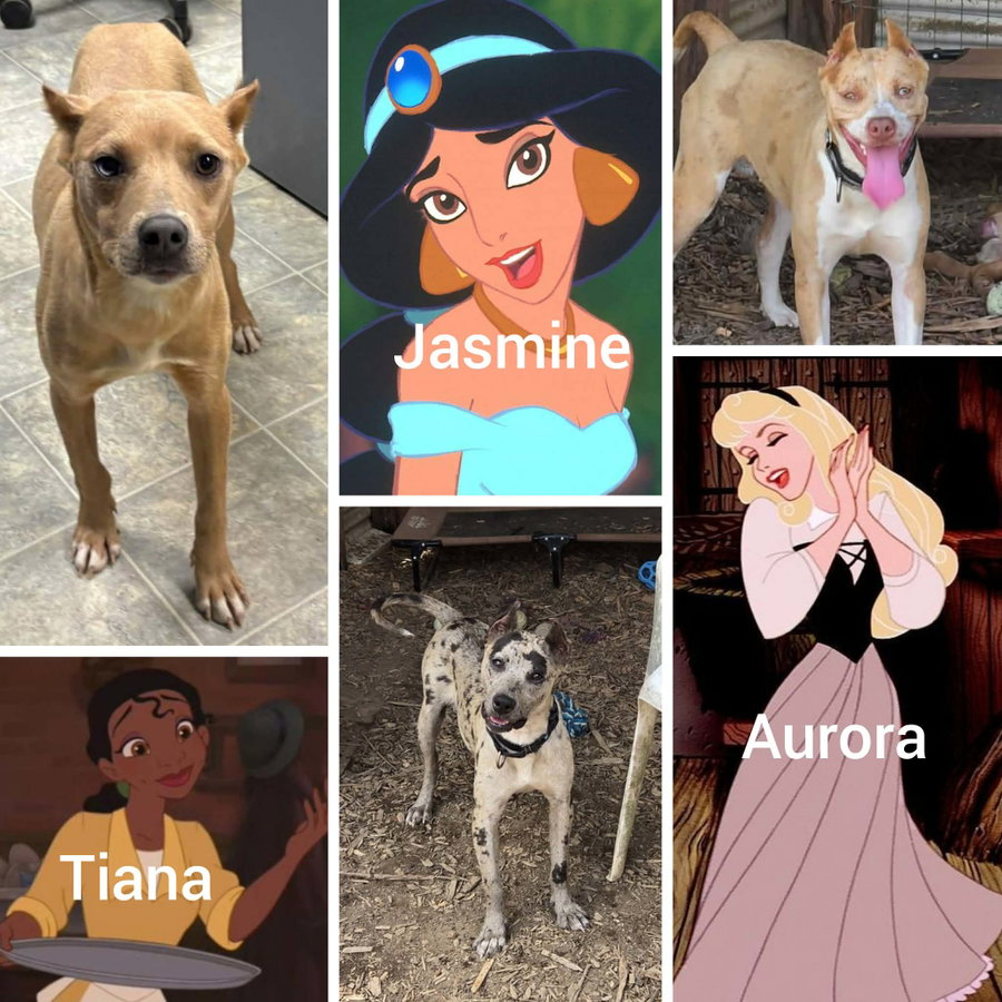 Jasmine: Not At shelter (Kelli G)