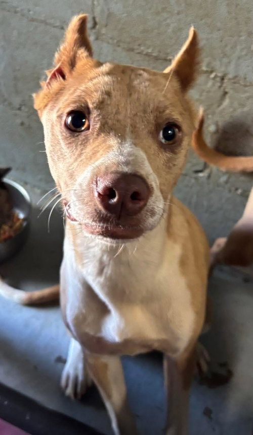 Tiana - At shelter available 6/6