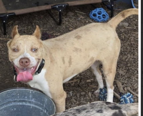 Aurora: At shelter, an adoptable Hound in Rustburg, VA
