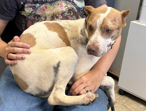 Eugene - At shelter available 6/6