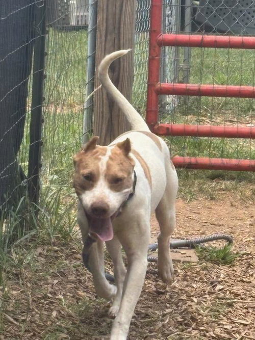 Eugene - At shelter available 6/6, an adoptable Hound in Rustburg, VA