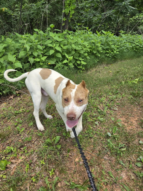 Eugene - At shelter available 6/6