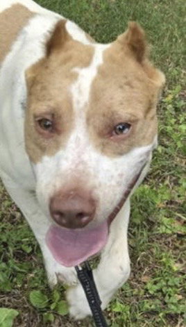 Eugene: Not at shelter (Donnie), an adoptable Hound in Rustburg, VA