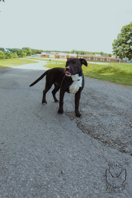 Chicken Nugget - At shelter available 6/3