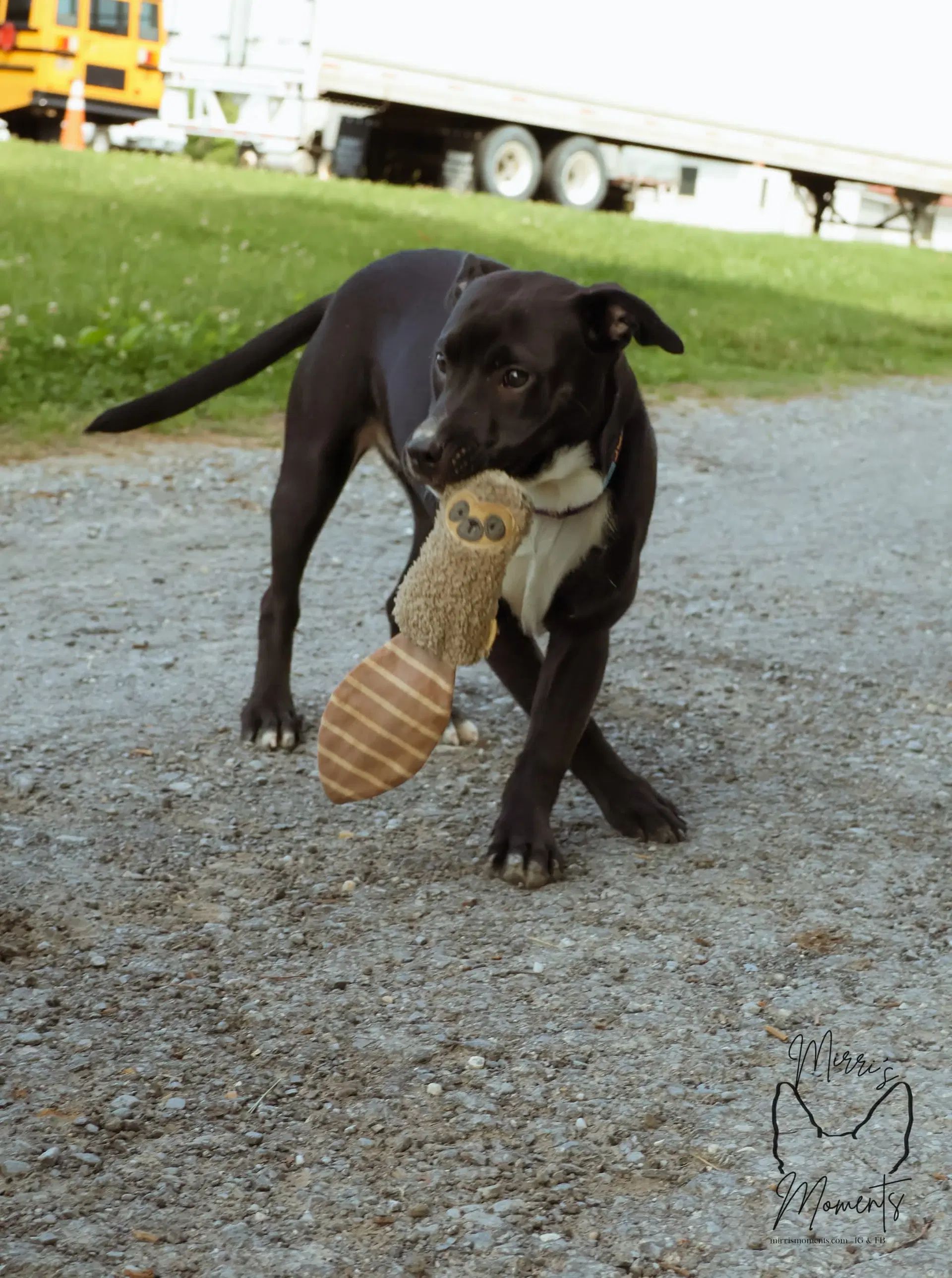 Chicken Nugget Not At Shelter Kristi B image 2