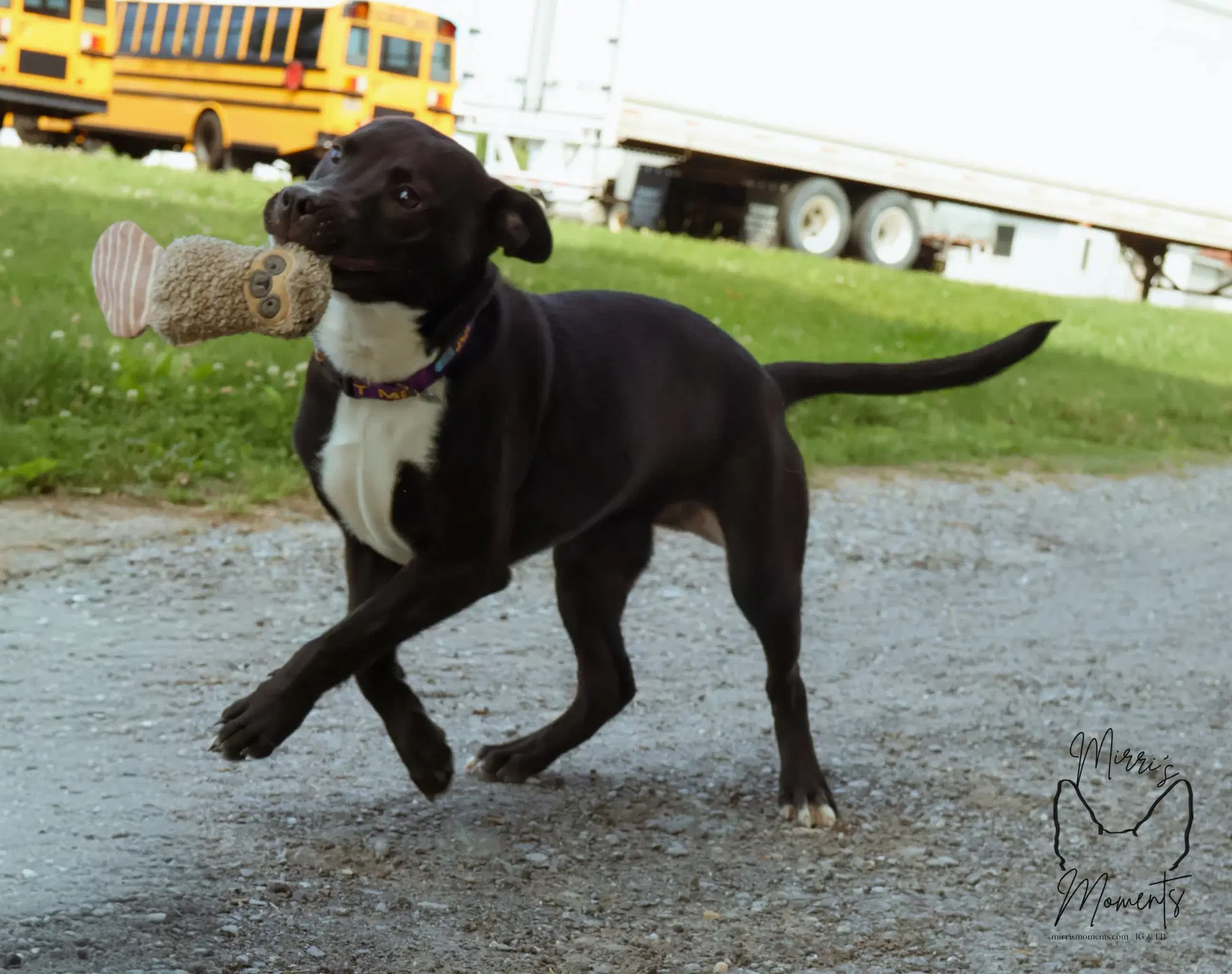 Chicken Nugget Not At Shelter Kristi B image 3