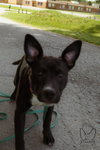 Chicken Nugget: Not at shelter (Kristi B) - Photo 4
