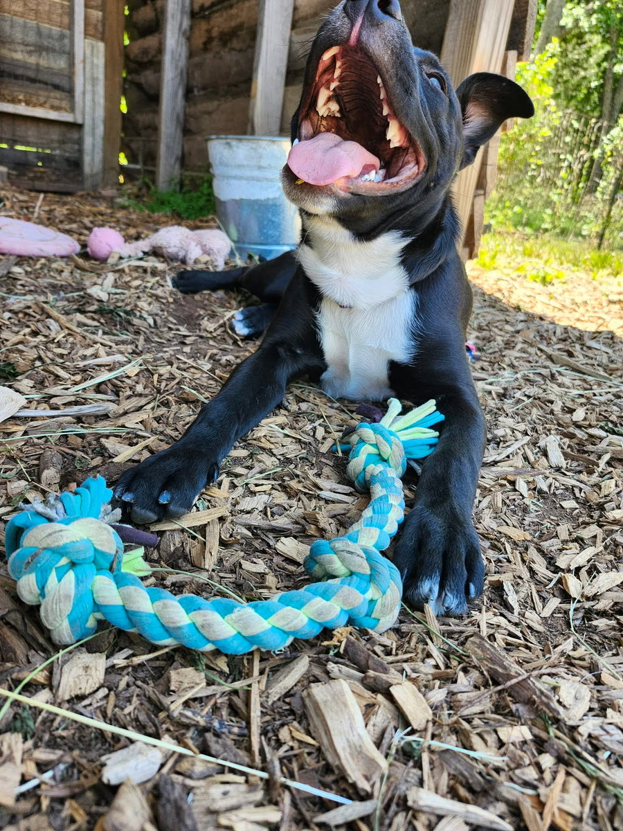 Chicken Nugget: Not at shelter (Kristi B)