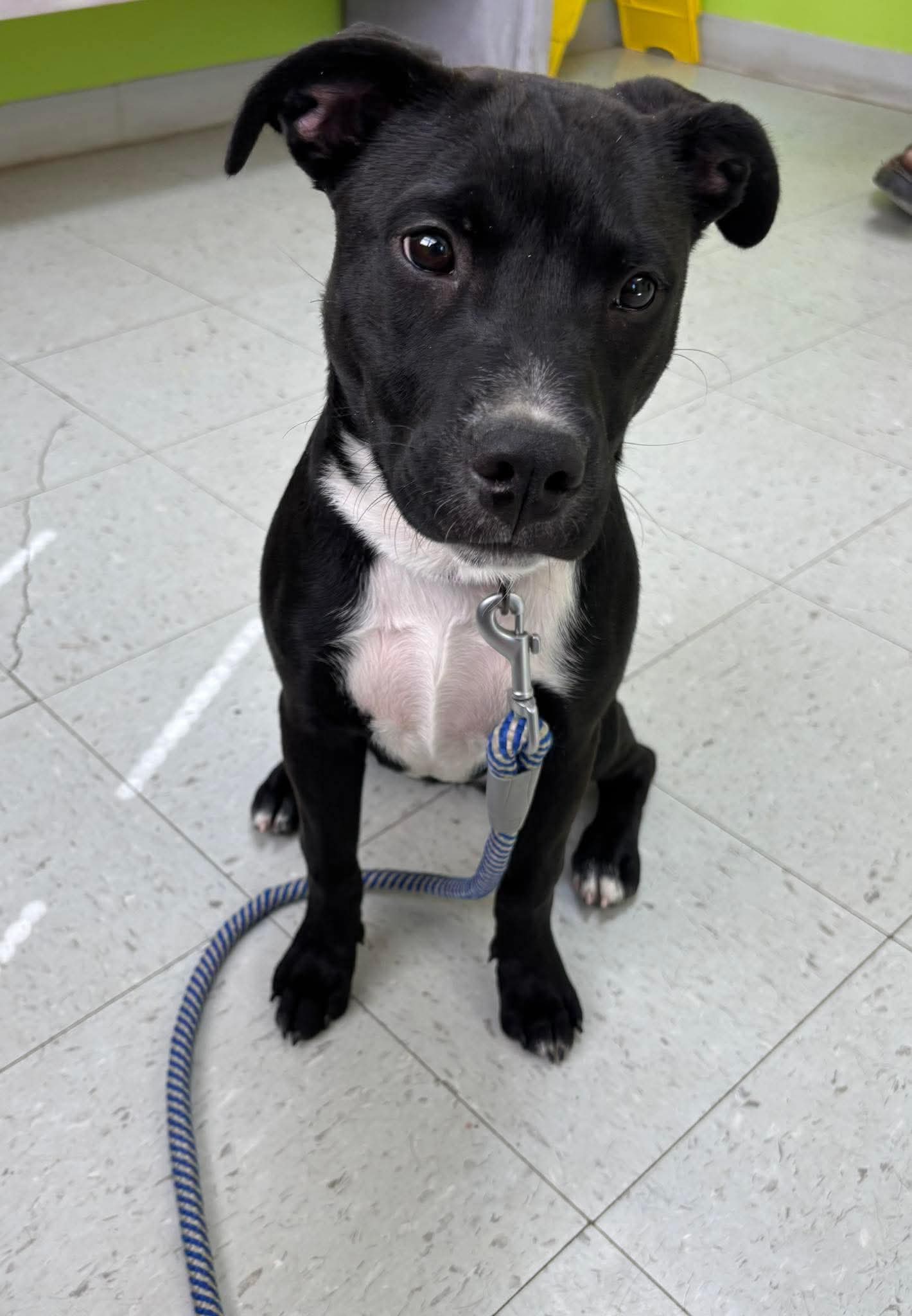 Chicken Nugget Not At Shelter Kristi B