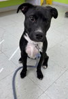 Chicken Nugget: Not at shelter (Kristi B) - Photo 1