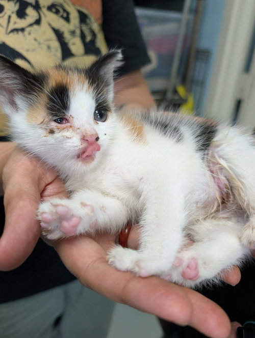 Birdie: Not At Shelter photo 4