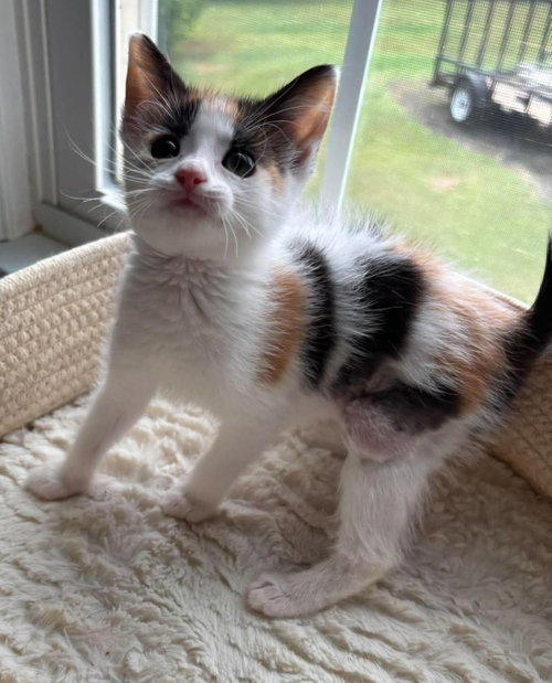 Birdie: Not At Shelter photo 2