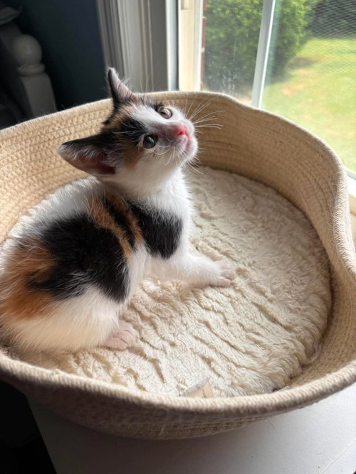 Birdie: Not At Shelter photo 3