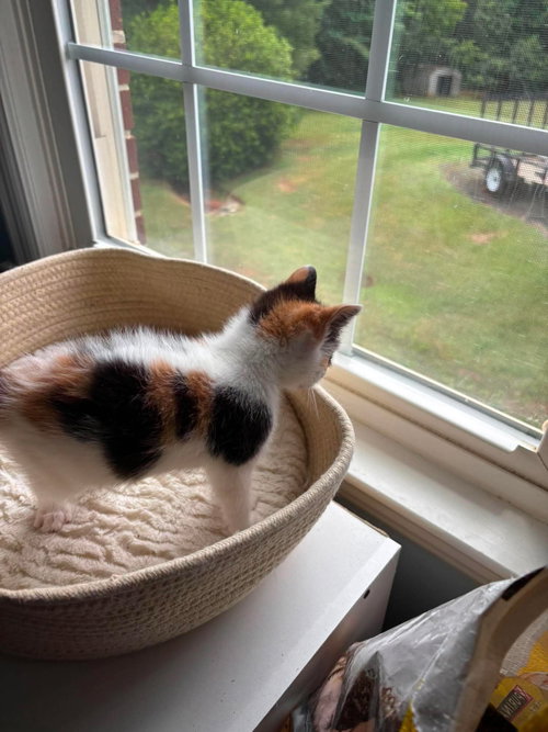 Birdie: Not At Shelter photo 5