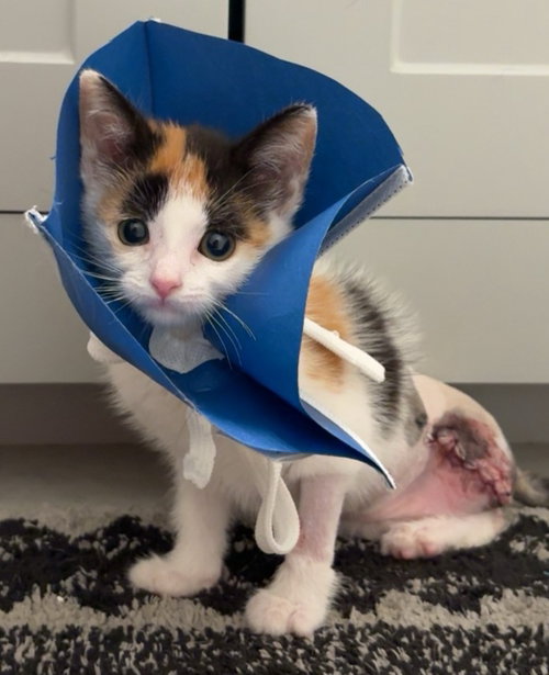 Birdie: Not At Shelter
