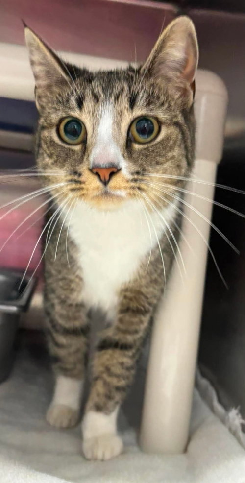 Queen Bea Arthur: At the shelter