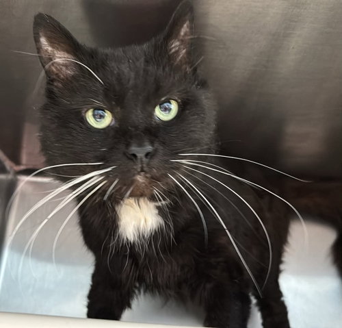 Coco: At shelter