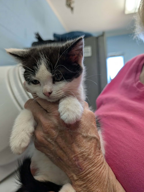 Maisy - Not at shelter (Sierra)