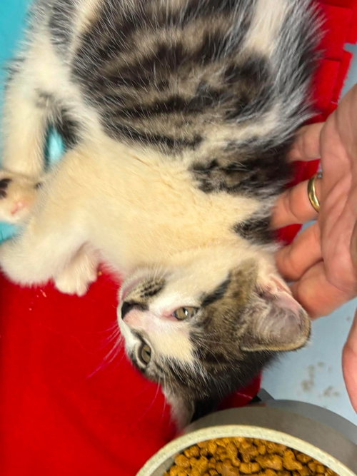 Marvin - Not at shelter (Sierra)