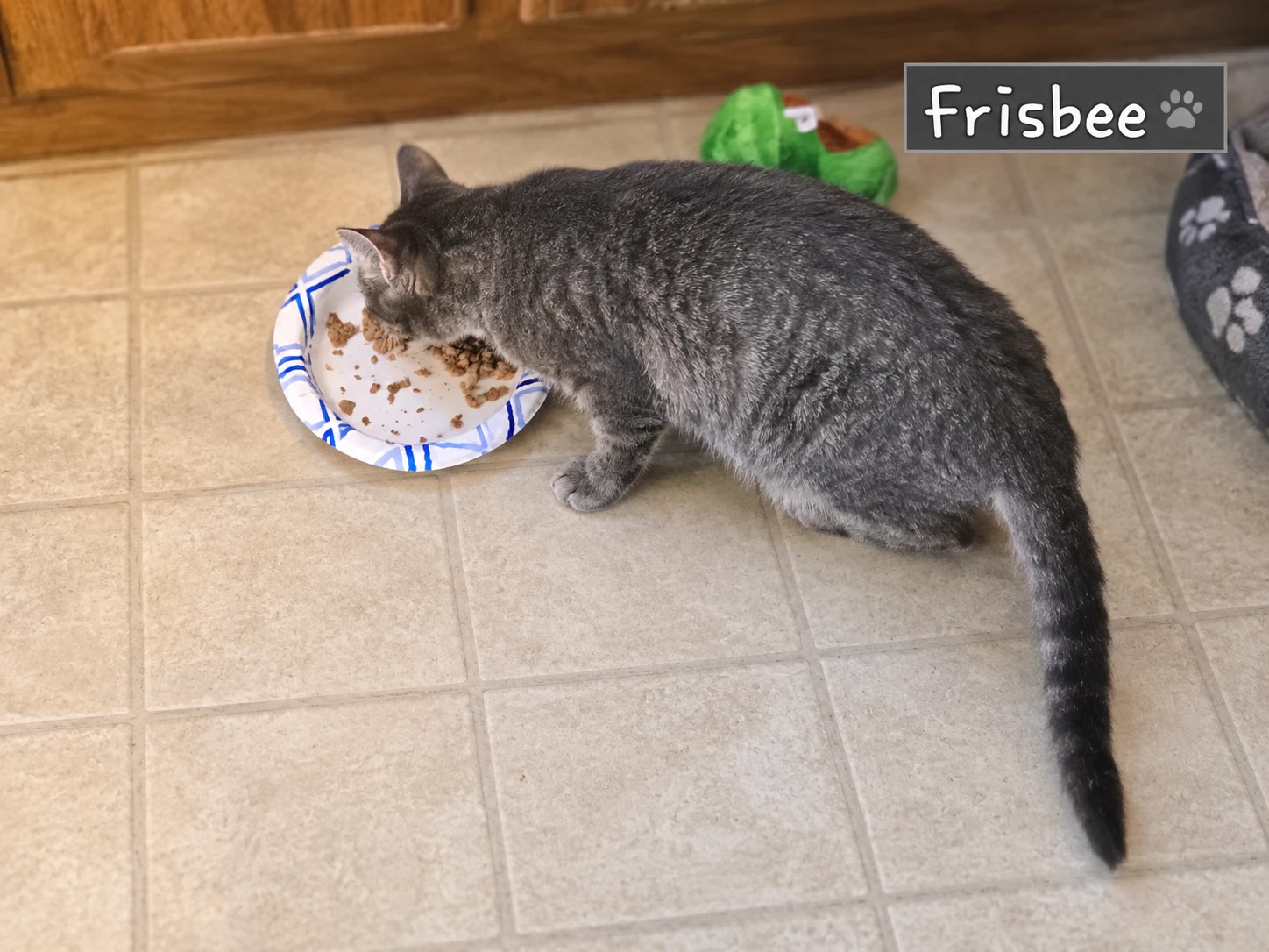 Frisbee - Not At Shelter Shannon