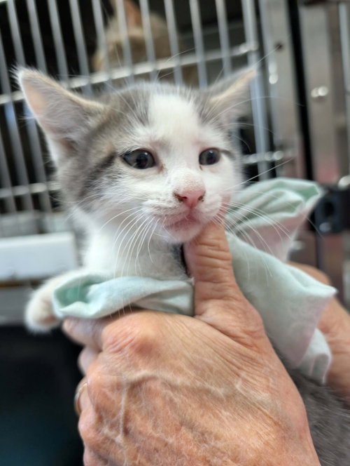 Teddy - Not at shelter (Shannon)