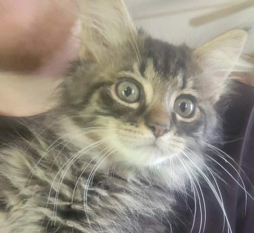 Teddy - Not at shelter (Shannon), Baby Domestic Short Hair (short coat), cat for adoption in Lynchburg, Virginia