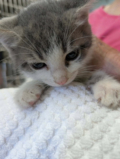 Scooter - Not at shelter (Shannon)