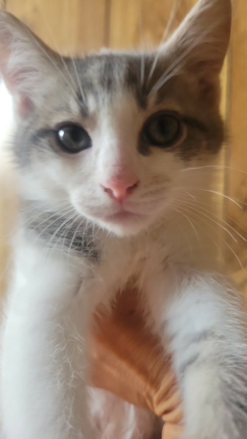Scooter - Not at shelter (Shannon), Baby Domestic Short Hair (short coat), cat for adoption in Rustburg, Virginia